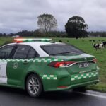 CARABINEROS DE PUERTO NUEVO DETUVO A PAREJA POR ABIGEATO