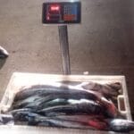 Los Ríos: En control carretero detectan 1,87 toneladas de merluza austral de origen ilegal