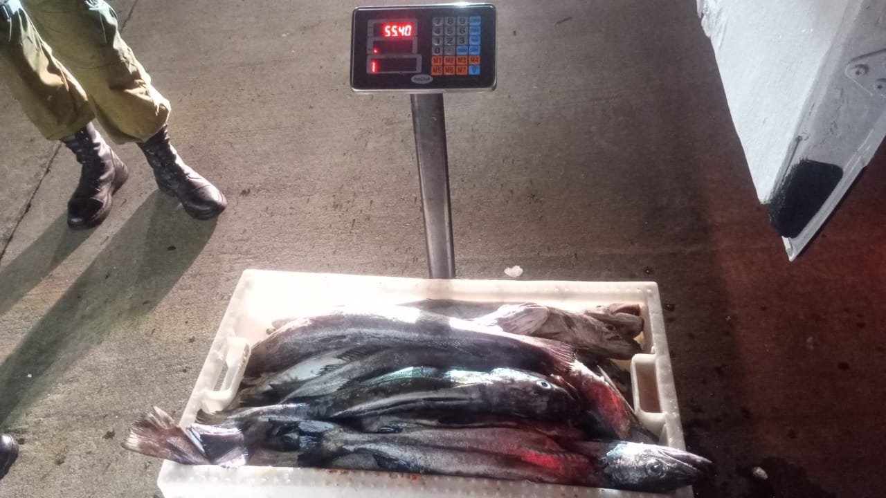 Los Ríos: En control carretero detectan 1,87 toneladas de merluza austral de origen ilegal